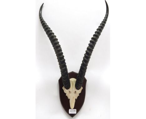 Antlers/Horns: African Hunting Trophy, Northern Grants Gazelle (Gazella granti lacuum), circa 1972, Merti Kenya, Rowland Ward