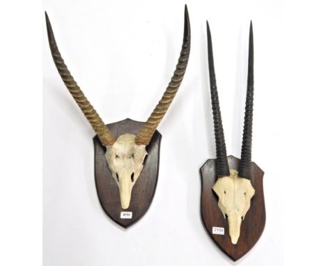 Antlers/Horns: African Hunting Trophies, Ellipsen Waterbuck (Kobus ellipsiprymnus), circa late 20th century, horns on cut upp