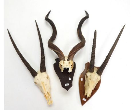 Antlers/Horns: African Hunting Trophies, Cape Greater Kudu (Strepsiceros strepsiceros) circa late 20th century, horns on part