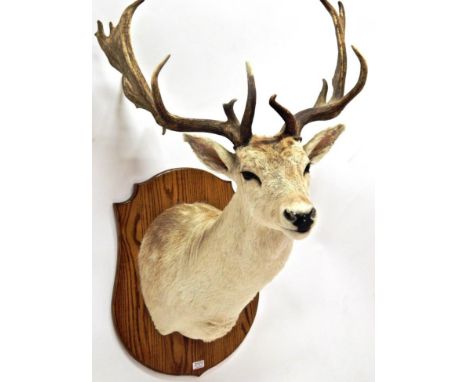 Taxidermy: Fallow Deer (Dama dama), circa late 20th century,  unusual light coloured shoulder mount with head turning to the 