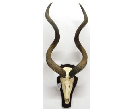 Antlers/Horns: African Hunting Trophy, Cape Greater Kudu (Strepsiceros strepsiceros), circa late 20th century, bull horns on 