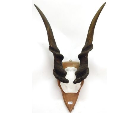 Antlers/Horns: African Hunting Trophy, Cape Eland (Taurotragus oryx oryx), circa late 20th, Rowland Ward Record class, large 