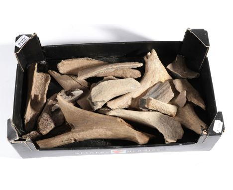 Fossil/Antler: Extinct Giant Irish Elk (Megaloceros giganteus), Temporal Range: Middle Pleistocene to Early Holocene, various