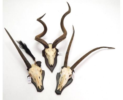 Antlers/Horns: African Hunting Trophies, Cape Greater Kudu (Strepsiceros strepsiceros), circa late 20th century, abnormal bul