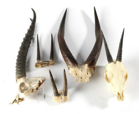 Antlers/Horns: A Collection of African Hunting Trophy Horns, to include - Bushbuck, Thomson's Gazelle, Grey Duiker, Steenbok,