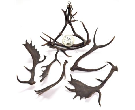 Antler Furniture: Antler Chandelier, a Red deer antler mounted Chandelier, constructed from four shed Red deer antlers, fitte