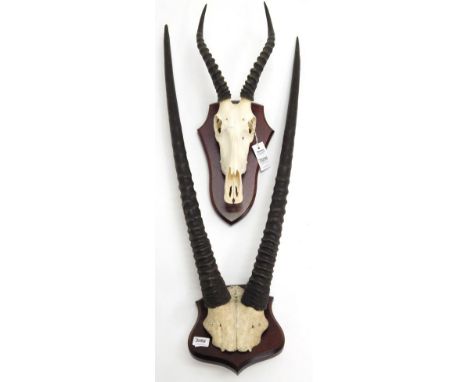Antlers/Horns: African Hunting Trophies, Gemsbok Oryx (Oryx gazella gazella), circa early 20th century, horns on cut upper sk