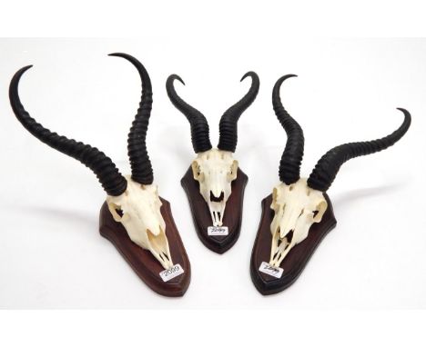 Antlers/Horns: African Hunting Trophies, modern, South African Springbok (Antidorcas marsupialis), Namibia, Gold medal class,