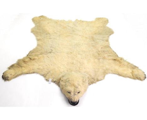 Taxidermy: Polar Bear (Ursus maritimus), circa 1950-1960, large skin rug with head mount, mouth agape, backed onto typical li