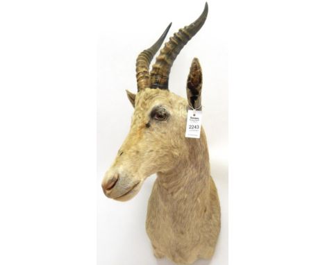 Taxidermy: White Blesbok (Damaliscus pygargus phillipsi), modern, rare light coloured shoulder mount with head turning to the