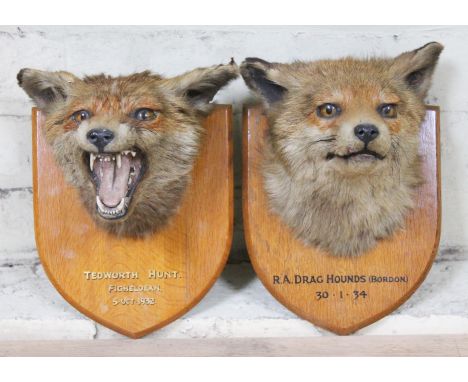 A pair of mounted taxidermy fox head trophies, Army & Naval C.S.L. Naturalist Department label verso. 