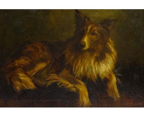 E D** (19th/20th century): Portrait of a Shetland Collie, oil on canvas indistinctly signed and dated 1911,  24cm x 34cm   Co