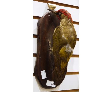 Taxidermy, green woodpecker mounted on a wooden plinth, 27cm high