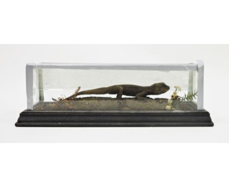Taxidermy agama lizard, mounted in a naturalistic setting with a glass display cabinet, (cabinet a/f) case measures 12cm high