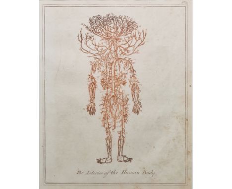 After Ebenezer Sibly Print of an 18th century engraving  "The Arteries of the Human Body", image 23cm x 19cm, framed and glaz