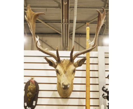 Early 20th century taxidermy fallow deer stag's head with twelve-point antlers, approximately 67cm high x 67cm wide