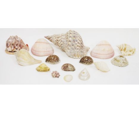 Collection of seashells including a Triton's trumpet shell , giant Atlantic cockle shells, conch shell and other smaller shel