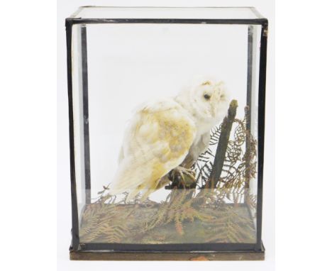 Taxidermy, barn owl&nbsp;mounted in a naturalistic setting and contained within a glazed cabinet with wooden base and Rowland