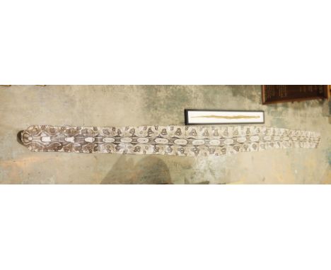 Large mid-20th century taxidermy python snake skin, stamped to underside ' Cortume Zoologico, Rosendo Rica Marcos, ' approxim