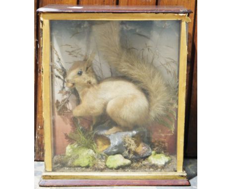 Late 19th/early 20th century taxidermy red squirrel&nbsp;with a nut in his mouth, mounted in a naturalistic setting and held 