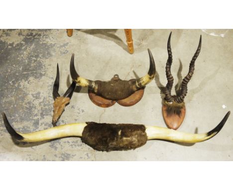 Two sets of taxidermy cow horns, one set mounted on an oak plinth, largest 99cm long,&nbsp;a set of gazelle antlers&nbsp;moun