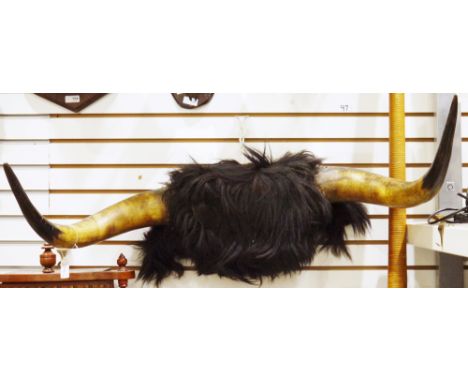 Set of taxidermy mounted Highland cow horns with central hair, 85cm wide