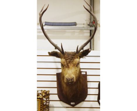 Early 20th century taxidermy stag's head with eight-point antlers mounted on an oak shield shaped plinth, 103cm high