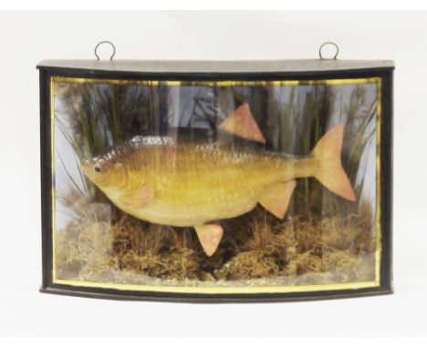 Early 20th century taxidermy rudd fish&nbsp;mounted in a naturalistic river bed setting, contained within an ebonised bowfron