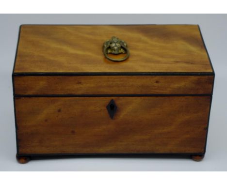 George III satinwood tea caddy with lion mask handles, ebony trim and ball feet, 21.3cm wide, 11cm deep, 12.5cm high