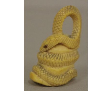 Antique Japanese coiled snake ivory netsuke C1920. May not be exported without CITES documentation. H4cms approx.
