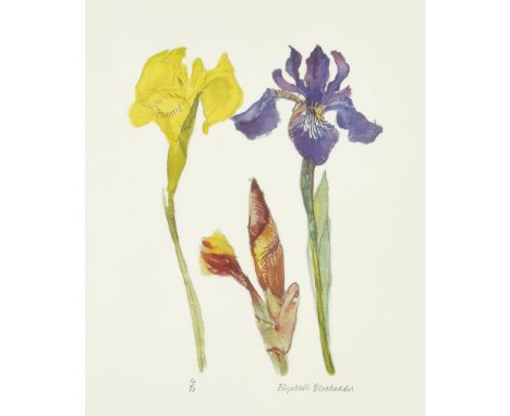 [§] DAME ELIZABETH BLACKADDER O.B.E., R.A., R.S.A., R.S.W., R.G.I. (SCOTTISH B.1931)  IRISES   Signed and numbered 14/50 in p