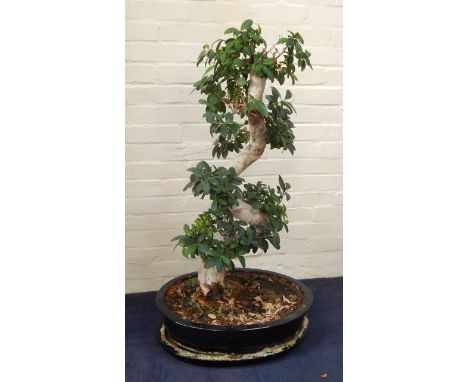A Bonsai tree in a black oval ceramic pot, on stand, 118cm high.