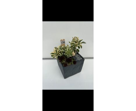 Slate Planter. Not available for in-house P&amp;P 