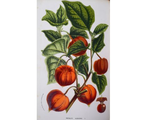 Lemaire, Charles. Flore des Serres et des jardins de l'Europe, 17 [of 23] volumes only, half-titles, 1436 hand-coloured or co