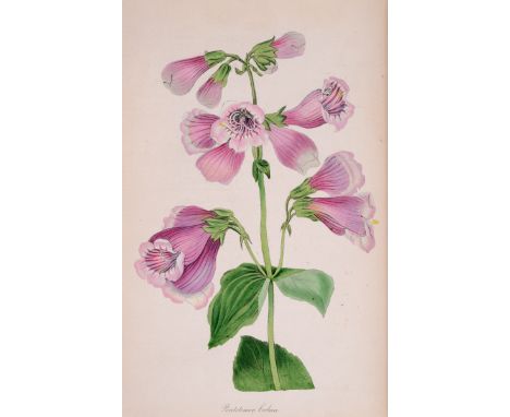 Paxton, Joseph. Paxton's Magazine of Botany, and Register of Flowering Plants, volumes 16 volumes [all published], first edit