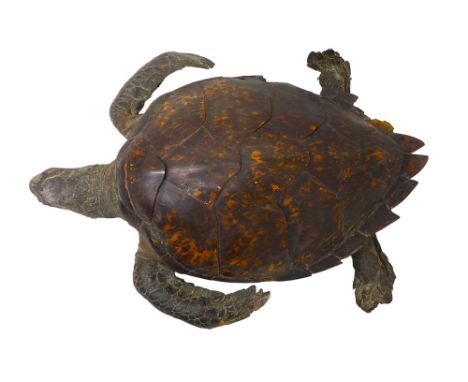 Taxidermy Loggerhead Sea Turtle, 19th Century with integral wire hanger, 70 by 53 by 21 cm high