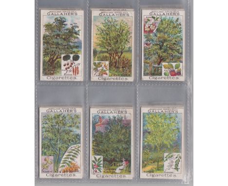 Cigarette cards, Gallaher, Woodland Trees Series (set, 100 cards) (many with light staining to backs, fair/gd)