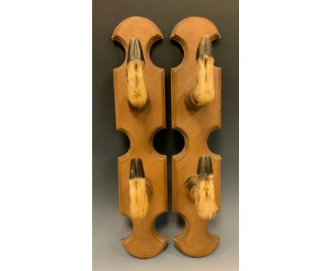 Taxidermy - a pair of Roe Deer hoof whip or gun racks, each with two feet, shaped backs, 48.5cm high (2) 