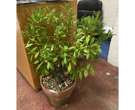 LARGE BAY LAUREL PLANT IN TERRACOTTA POT