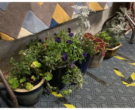 5 POTTED CERAMIC POTS