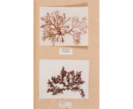 Seaweed.- An Album of Jersey Algae, or Dried Specimens of Marine Plants, with c.135 specimens of mainly British seaweed and o