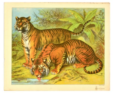 Original vintage educational card showing a tiger standing next to a tiger drinking water with a tropical forest behind them.