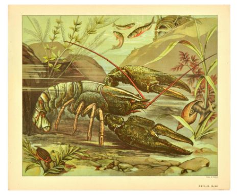 Original vintage educational card showing a lobster crawling on the bottom of the ocean alongside an aquatic insect, with fis