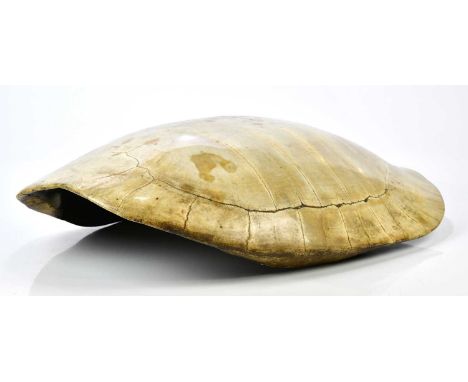 X TAXIDERMY; a loggerhead blond turtle shell, length 70cm. CITES No.24GBA10TWCDV7   Condition Report: The piece is solid, lar
