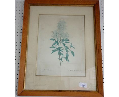 A Redoute botanical print 33 x 25cm