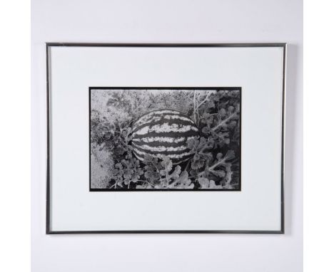 Smitty's Melon is a rarely offered&nbsp;original gelatin silver print on paper by American artist Robert Rauschenberg. This&n