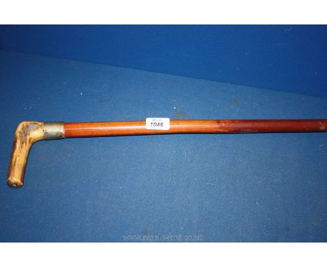 A horn handled Walking Stick with white metal collar