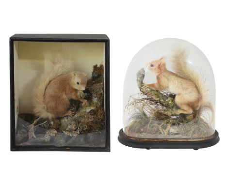 Taxidermy. Two Victorian cased Red Squirrelsfirst on a tree branch with naturalistic ground, under dome on a ebonised base ra