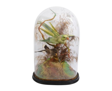 Taxidermy. A Victorian ring-necked parakeet perched on a branch in a naturalistic setting with grasses and another bird, unde