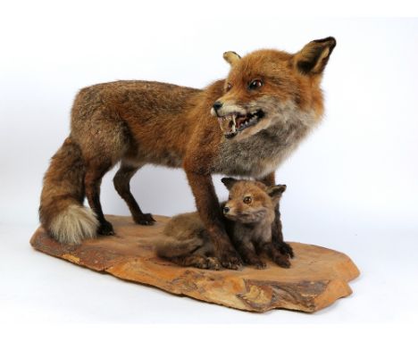 Taxidermy - A full mount fox and cub, raised on a wooden board.  Height 43 cm, length +/- 71 cm.